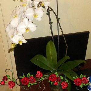 Meet your Posher, González